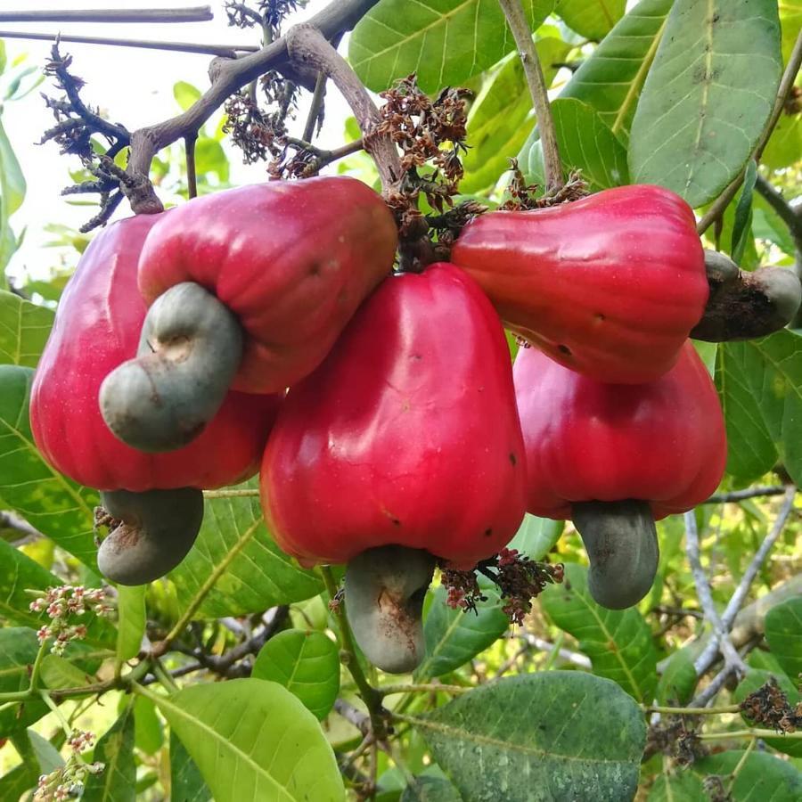 Cashew Nut Bungalow, Ko Mook Εξωτερικό φωτογραφία